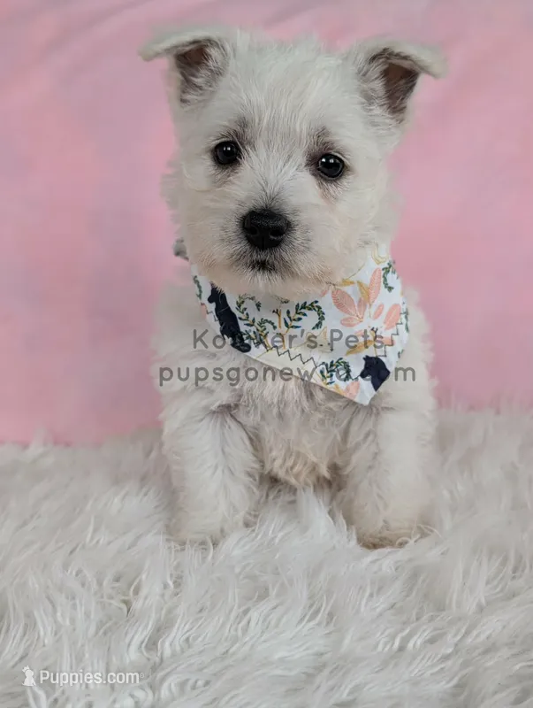 Marie – West Highland White Terrier puppy for sale in Boyden, IA