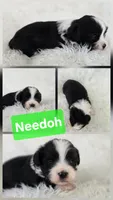 Needoh, a male Bichon Frise and Shih Tzu for sale in Boyden, IA – 2 of 2