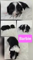 Barbie, a female Bichon Frise and Shih Tzu for sale in Boyden, IA – 2 of 2