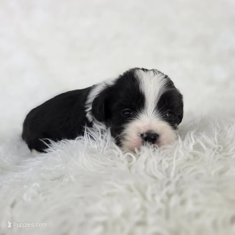 Needoh – Bichon Frise, Shih Tzu puppy for sale in Boyden, IA