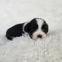 Needoh, a male Bichon Frise and Shih Tzu for sale in Boyden, IA – 1 of 2