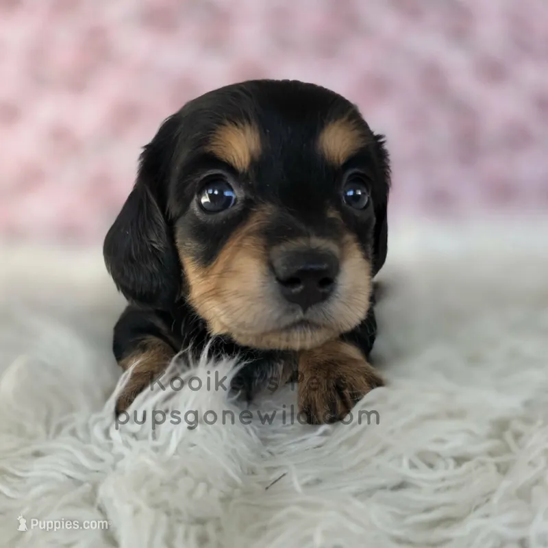 Dove – Miniature Dachshund puppy for sale in Boyden, IA