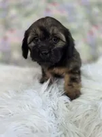 Violet, a female Shih Tzu and Miniature Dachshund for sale in Boyden, IA – 2 of 5