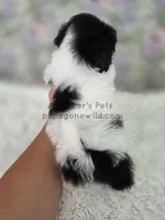 Emmie, a female Bichon Frise and Shih Tzu for sale in Boyden, IA – 2 of 3