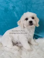 Brimsley-SALE, a male Shichon for sale in Boyden, IA – 2 of 7