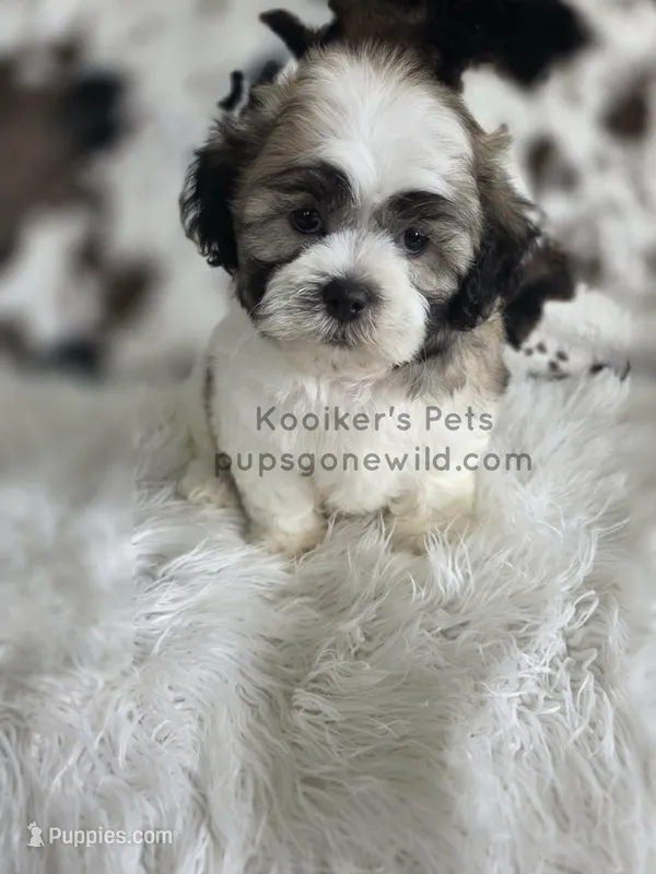 Axel – Bichon Frise, Shih Tzu puppy for sale in Boyden, IA
