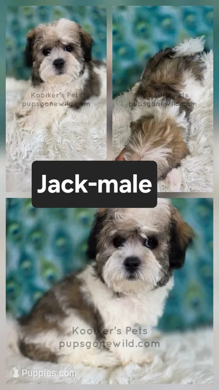 Jack – Shichon puppy for sale in Boyden, IA