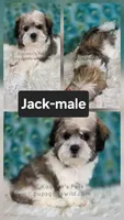 Jack, a male Shichon for sale in Boyden, IA – 1 of 1