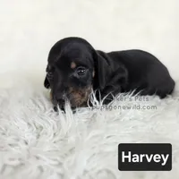 Harvey, a male Miniature Dachshund for sale in Boyden, IA – 2 of 4