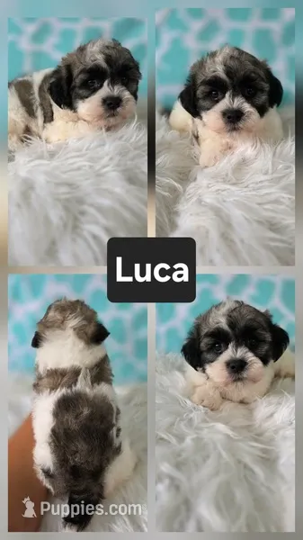 Luca – Shichon puppy for sale in Boyden, IA