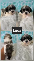 Luca, a male Shichon for sale in Boyden, IA – 1 of 1