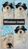 Winston, a male Bichon Frise and Shih Tzu for sale in Boyden, IA – 1 of 1