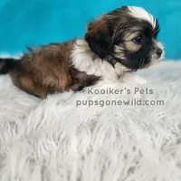 Benedict, a male Shichon for sale in Boyden, IA – Photo 2 of 4