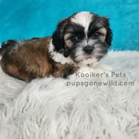 Benedict, a male Shichon for sale in Boyden, IA – Photo 3 of 4