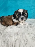 Benedict, a male Shichon for sale in Boyden, IA – Photo 3 of 4