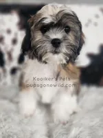 Benedict-SALE, a male Shichon for sale in Boyden, IA – 3 of 4