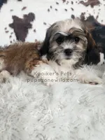 Benedict-SALE, a male Shichon for sale in Boyden, IA – 2 of 4