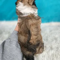 Benedict, a male Shichon for sale in Boyden, IA – Photo 4 of 4