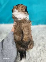 Benedict, a male Shichon for sale in Boyden, IA – Photo 4 of 4