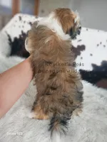 Benedict-SALE, a male Shichon for sale in Boyden, IA – 4 of 4