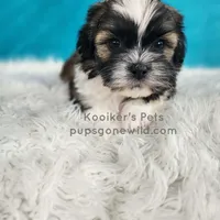 Benedict, a male Shichon for sale in Boyden, IA – Photo 1 of 4