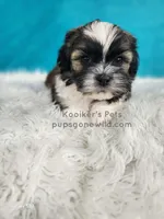 Benedict, a male Shichon for sale in Boyden, IA – Photo 1 of 4