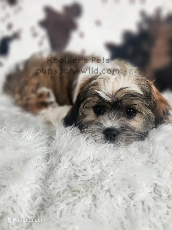 Benedict – Shichon puppy for sale in Boyden, IA