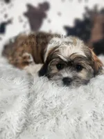 Benedict-SALE, a male Shichon for sale in Boyden, IA – 1 of 4