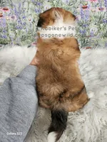 Eloise, a female Shichon for sale in Boyden, IA – Photo 3 of 3