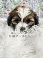 Eloise, a female Shichon for sale in Boyden, IA – Photo 2 of 3