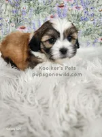 Eloise, a female Shichon for sale in Boyden, IA – Photo 1 of 3