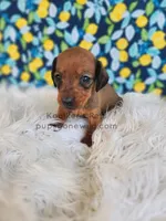 Serena, a female Miniature Dachshund for sale in Boyden, IA – Photo 1 of 4