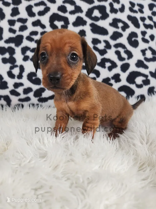 Serena – Miniature Dachshund puppy for sale in Boyden, IA