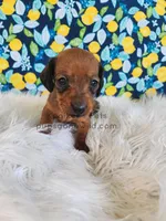 Serena, a female Miniature Dachshund for sale in Boyden, IA – Photo 3 of 4