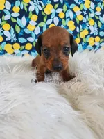 Serena, a female Miniature Dachshund for sale in Boyden, IA – Photo 2 of 4