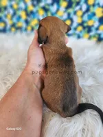 Serena, a female Miniature Dachshund for sale in Boyden, IA – Photo 4 of 4