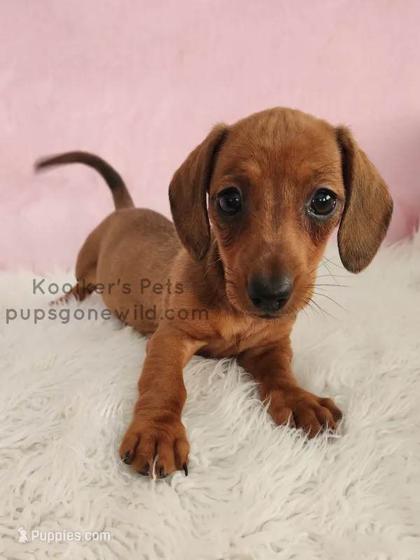 Serena – Miniature Dachshund puppy for sale in Boyden, IA