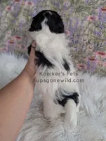 Lulu, a female Shichon for sale in Boyden, IA – Photo 4 of 4