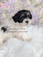 Lulu, a female Shichon for sale in Boyden, IA – Photo 2 of 4
