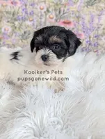 Lulu, a female Shichon for sale in Boyden, IA – Photo 3 of 4