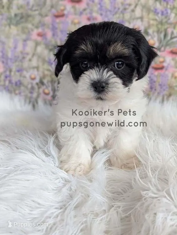 Lulu – Shichon puppy for sale in Boyden, IA