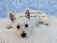 AKC Mira Sale, a female West Highland White Terrier for sale in Boyden, IA – 3 of 6