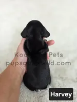 Harvey, a male Miniature Dachshund for sale in Boyden, IA – 4 of 4