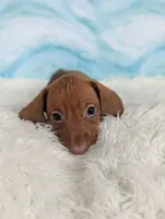 Snickerdoodle, a male Miniature Dachshund for sale in Boyden, IA – 4 of 6