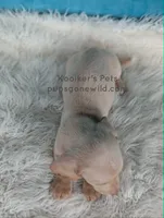 Mochi, a male Miniature Dachshund for sale in Boyden, IA – 4 of 4
