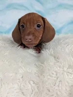 Snickerdoodle, a male Miniature Dachshund for sale in Boyden, IA – 2 of 6