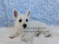 AKC Mira Sale, a female West Highland White Terrier for sale in Boyden, IA – 5 of 6