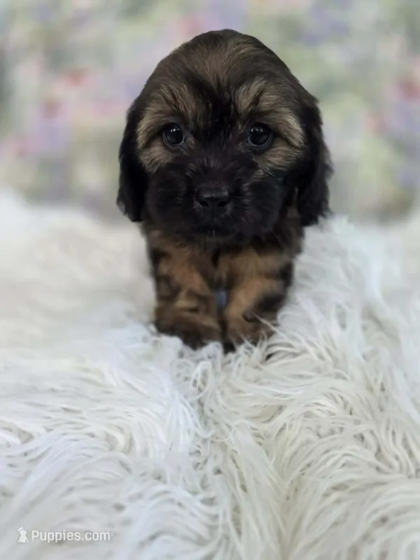 Violet – Shih Tzu, Miniature Dachshund puppy for sale in Boyden, IA