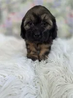 Violet, a female Shih Tzu and Miniature Dachshund for sale in Boyden, IA – 1 of 5