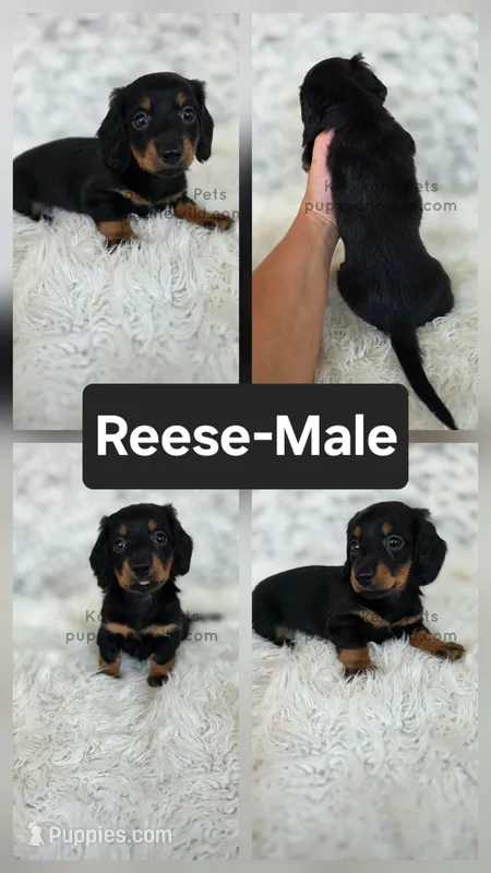 Reese – Miniature Dachshund puppy for sale in Boyden, IA
